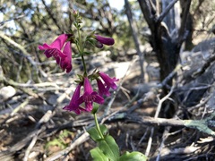 Penstemon triflorus
