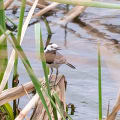 Motacilla alba