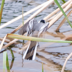 Motacilla alba