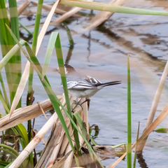 Motacilla alba