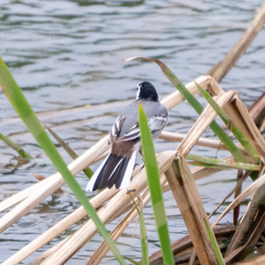Motacilla alba