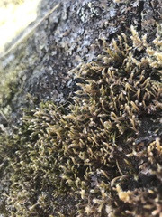Hedwigia stellata