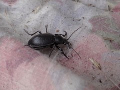 Carabus taedatus