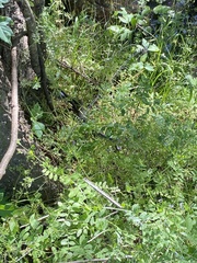 Coluber constrictor latrunculus