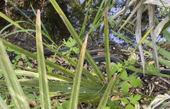 Coluber constrictor latrunculus