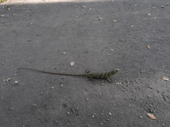 Polychrus marmoratus