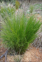 Baloskion tetraphyllum