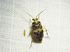 Tropidosteptes quercicola