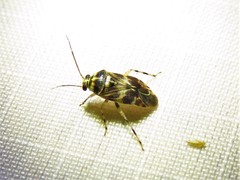 Tropidosteptes quercicola