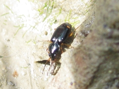 Bembidion biguttatum