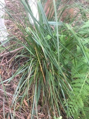 Gahnia grandis