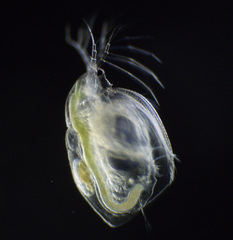 Simocephalus mixtus