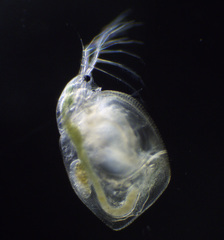 Simocephalus mixtus