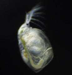 Simocephalus mixtus
