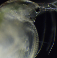 Simocephalus mixtus