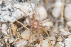 Neoanagraphis chamberlini