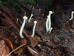 Vibrissea dura