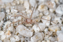 Neoanagraphis chamberlini