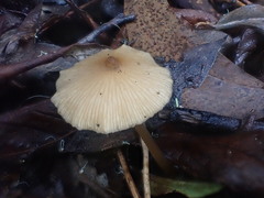 Entoloma aromaticum