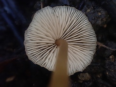 Entoloma aromaticum