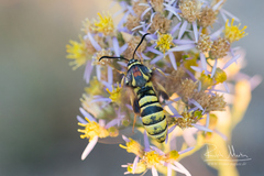 Sesia przewalskii