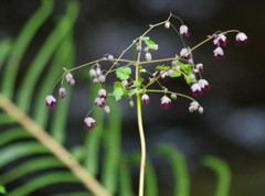 Thalictrum podocarpum