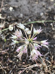 Allium acuminatum
