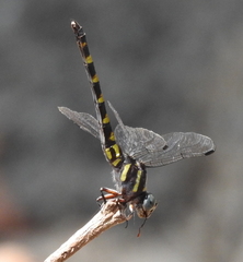 Paragomphus capricornis