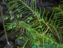 Thalictrum podocarpum