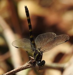 Paragomphus capricornis