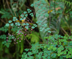 Thalictrum podocarpum