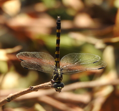 Paragomphus capricornis