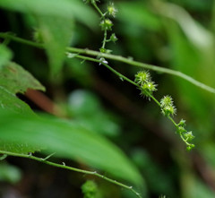 Thalictrum podocarpum