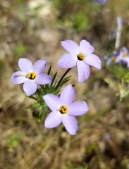 Leptosiphon androsaceus