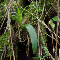 Vandoideae