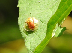 Aspidimorpha sanctaecrucis