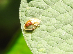 Aspidimorpha sanctaecrucis