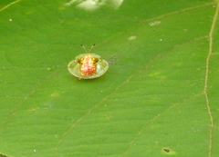 Aspidimorpha sanctaecrucis