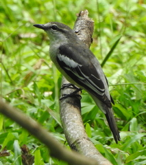 Pied Triller photo 5