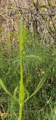 Cephalaria joppensis