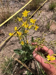 Crepis intermedia
