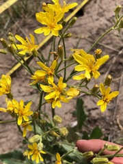 Crepis intermedia