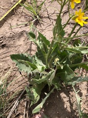 Crepis intermedia