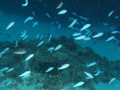 Teixeirichthys jordani