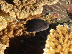 Chrysiptera notialis