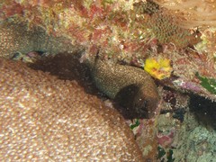 Gymnothorax porphyreus