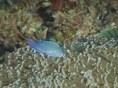 Chrysiptera notialis