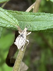 Dermatoxenus caesicollis