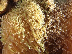 Fimbriaphyllia ancora