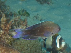 Chrysiptera notialis